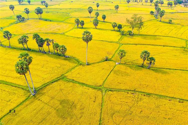 Bài văn tả cảnh cánh đồng