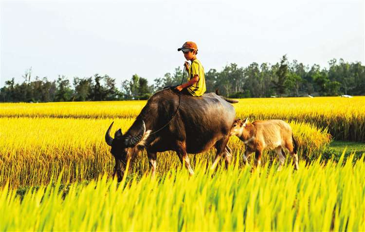 Tả cánh đồng lúa chín